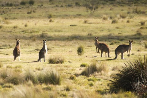 The Explorers\' Discovery Small Group Tour - Gold, Wine & Wildlife - Accommodation BNB 9
