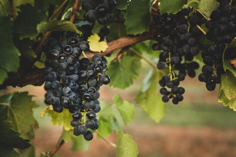 Hideaway Private Tours Hunter Valley - Accommodation BNB 9
