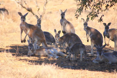 8-Day NSW Outback Tour Broken Hill Bourke Mungo Warrumbungles From Sydney - Accommodation BNB 11