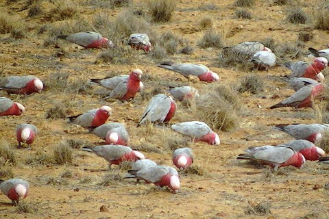 8-Day NSW Outback Tour Broken Hill Bourke Mungo Warrumbungles From Sydney - Accommodation BNB 9