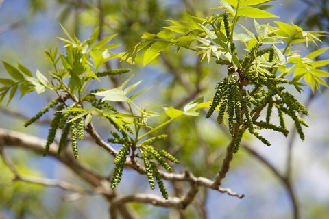 Pecan Farm Tour And Workshop, Byron Bay Hinterland - Accommodation BNB 2