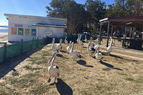 Port Stephens Private Bus Tour From Sydney, Option Of Dolphin Or Whale Cruises - Accommodation BNB 5