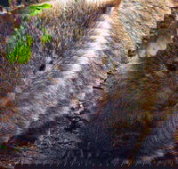 Walking with Wild Wombats Private Day Trip from Sydney - Accommodation BNB