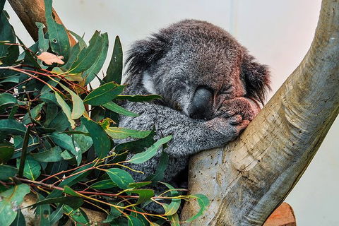 Blue Mountains Highlights & Wildlife Park - Accommodation BNB 1