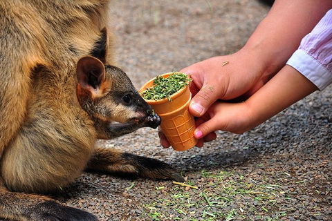 Blue Mountains Highlights, Wildlife Park And Scenic World Full Day Private Tour - Accommodation BNB 3