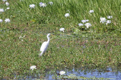 Jumping Crocs & Nature Adventure Cruise From Darwin - Accommodation BNB 1