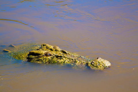 Jumping Crocs & Nature Adventure Cruise From Darwin - Accommodation BNB 9