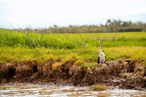 Jumping Crocs & Nature Adventure Cruise From Darwin - Accommodation BNB 4