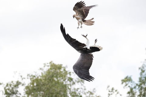Top End Safari Camp Day Tour - Accommodation BNB 3