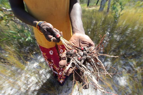 Gay-Wu Woman\'s 5 Day Yolngu Homeland Tour - Accommodation BNB 10