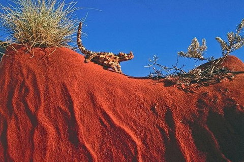 Alice Springs, Uluru Ayers Rock & Kings Canyon 8 Days Touring Package - Accommodation BNB 4