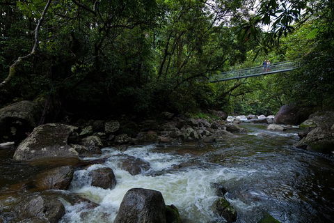 Cape Tribulation, Mossman Gorge, And Daintree Rainforest Premium Day Tour - Accommodation BNB 10