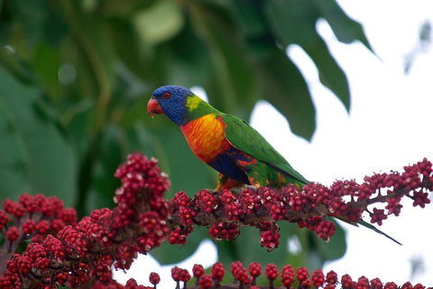 Cape Tribulation, Mossman Gorge, And Daintree Rainforest Premium Day Tour - Accommodation BNB 2