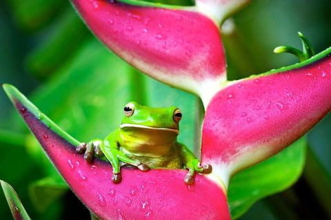 Cape Tribulation, Mossman Gorge, And Daintree Rainforest Premium Day Tour - Accommodation BNB 5