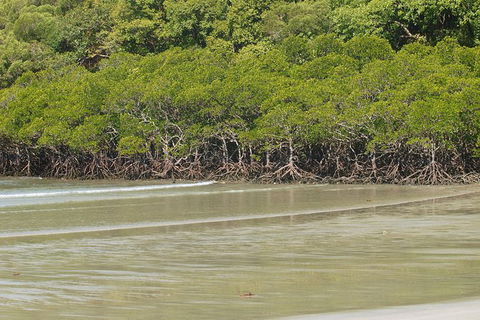 Cape Tribulation, Mossman Gorge, And Daintree Rainforest Premium Day Tour - Accommodation BNB 4