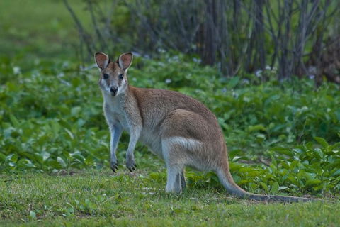 Cape Tribulation, Mossman Gorge, And Daintree Rainforest Premium Day Tour - Accommodation BNB 1