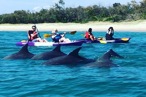 Half Day Dolphin Kayaking And Snorkeling Tour - Accommodation BNB 1