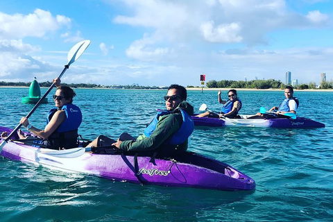Half Day Dolphin Kayaking And Snorkeling Tour - Accommodation BNB 5