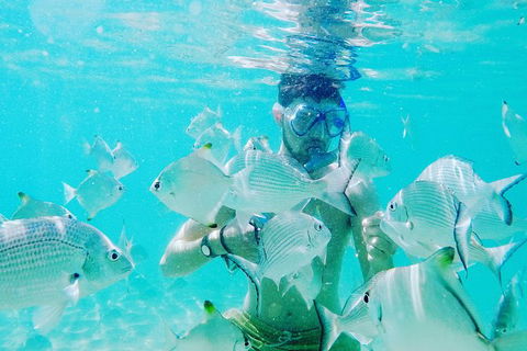 Half Day Dolphin Kayaking And Snorkeling Tour - Accommodation BNB 3