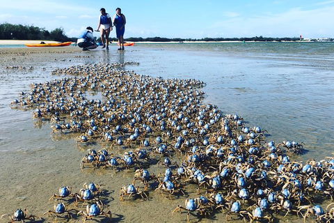 Half Day Dolphin Kayaking And Snorkeling Tour - Accommodation BNB 10