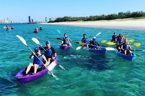 Half Day Dolphin Kayaking And Snorkeling Tour - Accommodation BNB 11