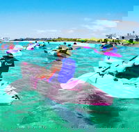 Half Day Dolphin Kayaking and Snorkeling Tour - Accommodation BNB