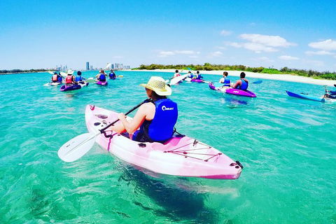 Half Day Dolphin Kayaking And Snorkeling Tour - Accommodation BNB 0