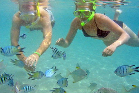 Half Day Dolphin Kayaking And Snorkeling Tour - Accommodation BNB 4