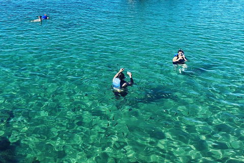 Half Day Dolphin Kayaking And Snorkeling Tour - Accommodation BNB 12