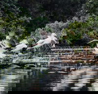 Everglades Eco Safari to Australia's Everglades - Accommodation BNB