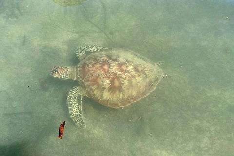 Kayak Turtle Tour From Palm Cove - Accommodation BNB 32