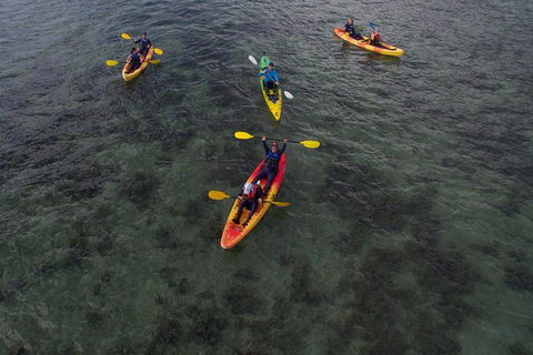 Kayak Turtle Tour From Palm Cove - Accommodation BNB 35