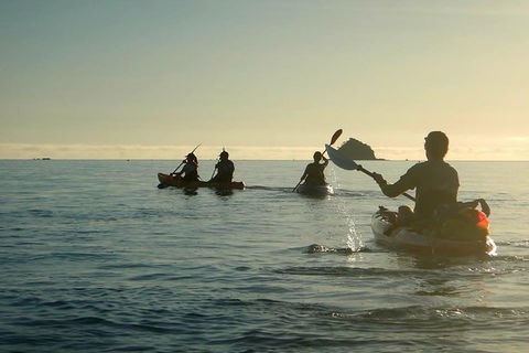 Kayak Turtle Tour From Palm Cove - Accommodation BNB 8