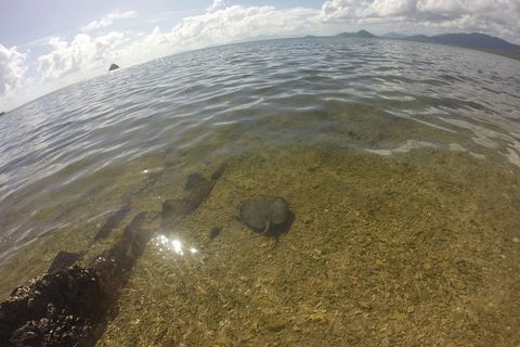 Kayak Turtle Tour From Palm Cove - Accommodation BNB 19