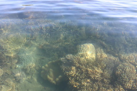 Kayak Turtle Tour From Palm Cove - Accommodation BNB 38