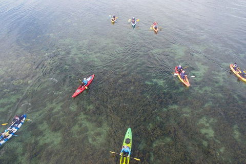 Kayak Turtle Tour From Palm Cove - Accommodation BNB 42