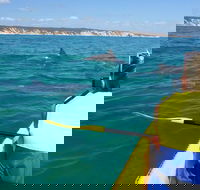 Kayak with Dolphins and 4WD Great Beach Drive Day Trip from Noosa - Accommodation BNB