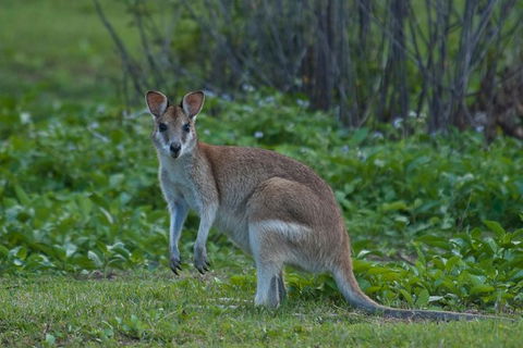 Cairns 4WD Waterfall And Rainforest Tour Including Kuranda Scenic Railway - Accommodation BNB 7
