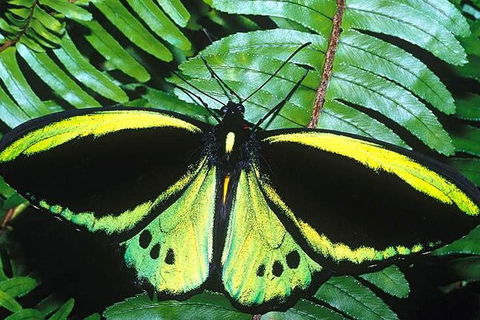 Cairns 4WD Waterfall And Rainforest Tour Including Kuranda Scenic Railway - Accommodation BNB 1