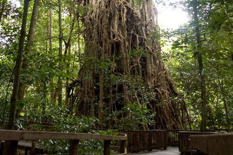 Cairns 4WD Waterfall And Rainforest Tour Including Kuranda Scenic Railway - Accommodation BNB 5