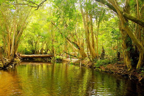 Cairns 4WD Waterfall And Rainforest Tour Including Kuranda Scenic Railway - Accommodation BNB 9