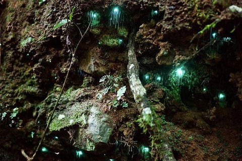 Glow Worm Evening Eco-Adventure From The Gold Coast - Accommodation BNB 1