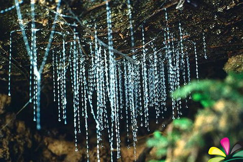 Glow Worm Evening Eco-Adventure From The Gold Coast - Accommodation BNB 0