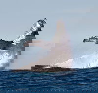 Private whale watching - Accommodation BNB