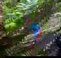 Daintree Afternoon Nocturnal Nature and Wildlife Tour - Accommodation BNB