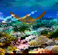 4-Day Cairns Ultimate Combo Daintree Rainforest Reef Kuranda  Paronella Park - Accommodation BNB