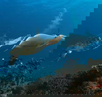Gold Coast Try-Scuba Experience at Cook Island Aquatic Reserve - Accommodation BNB