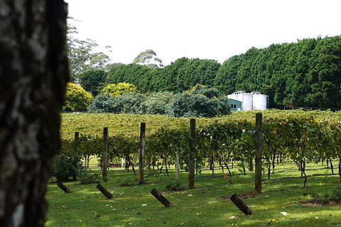 Hens Party Winery Tour - Accommodation BNB 6
