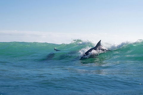 Private Tangalooma Wrecks Tour - Accommodation BNB 3
