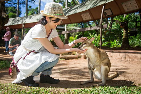 Kuranda Day Tour, TKS-RFS GRAND 0830 - Accommodation BNB 4